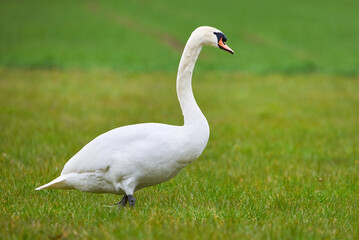 Mute swan on a field in spring season (Cygnus olor)