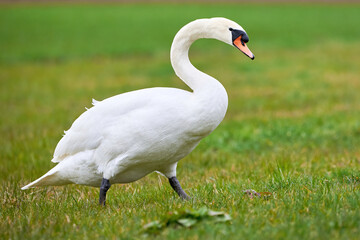 Mute swan on a field in spring season (Cygnus olor)