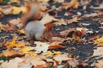 squirrel in autumn
