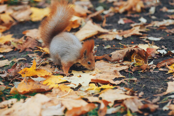 squirrel in the park