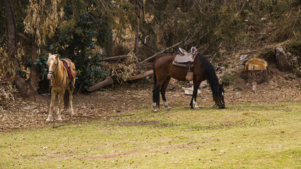 Two brown Saddled Horse grazing grass in cusco peru