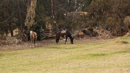 Two brown Saddled Horse grazing grass far away in cusco peru