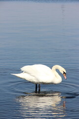 A white swan in the water. Waterfowl.