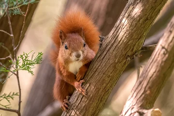 Foto op Canvas red squirrel © Piotr