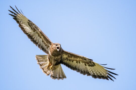 buzzard