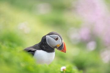 atlantic puffin