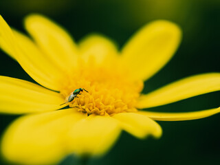 Yellow flower