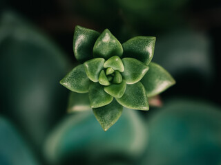 close up of a green plant