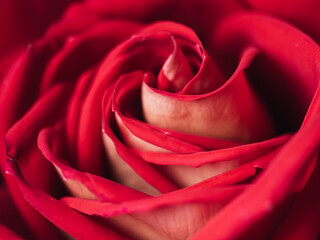 red rose closeup