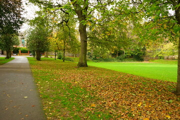 Autumn Colorful Foliage and Leaves at Iveagh Gardens 
Park in Dublin, Ireland