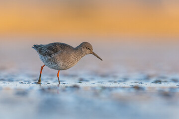 Redshank