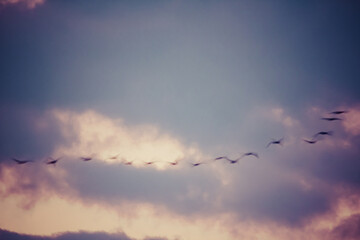 Abstract landscape, birds in motion on evening sky blurred landscape