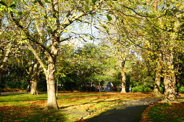 Autumn Colorful Foliage and Leaves at St. Stephen's Green Park in Dublin, Ireland