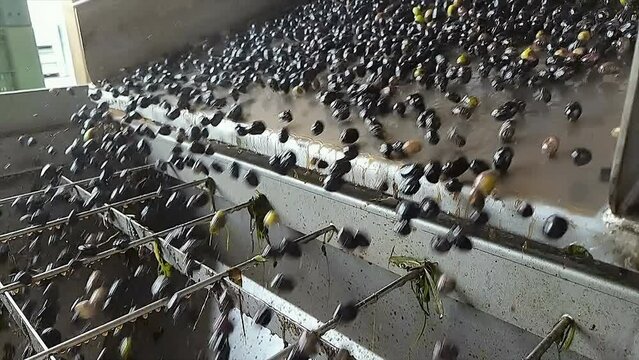 Olive Oil mill wash machine process,olives rolling motion,italian extra virgin production industry,slow motion