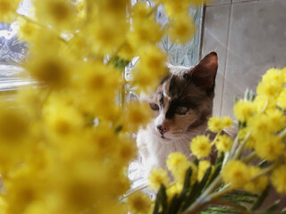 Gato entre las flores, acacia dealbata en primavera