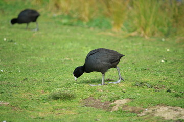 The Eurasian coot (Fulica atra), also known as the common coot, or Australian coot, is a member of...