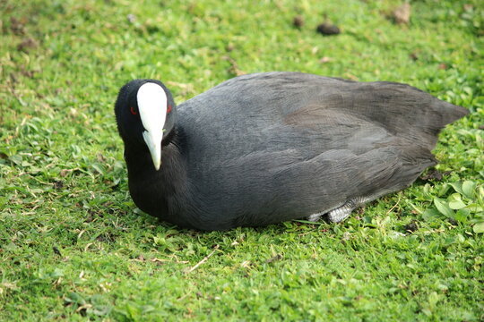 The Eurasian coot (Fulica atra), also known as the common coot, or Australian coot, is a member of the rail and crake bird family, the Rallidae. It is found in Europe, Asia, Australia, New Zealand 