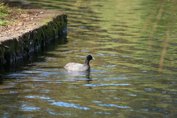 The Eurasian coot (Fulica atra), also known as the common coot, or Australian coot, is a member of the rail and crake bird family, the Rallidae. It is found in Europe, Asia, Australia, New Zealand and