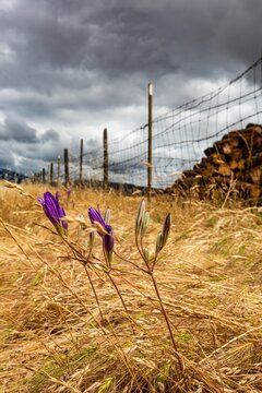 Vertical shot of purple harvest brodiaea flowers in a field against a fence and cloudy sky