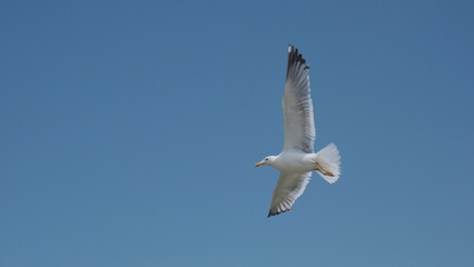 Gaviota surcando el cielo azul. Laridae. 