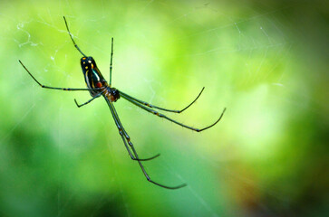 spider on a web
