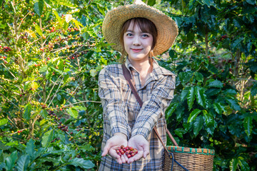woman collects fresh coffee from a tree in a basket plantation at Doi Chang, Chiang Rai, Thailand.
