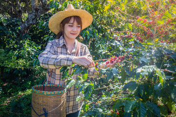 woman collects fresh coffee from a tree in a basket plantation at Doi Chang, Chiang Rai, Thailand.