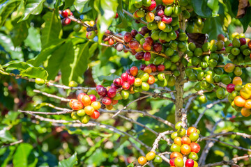 Ripe coffee beans on the plant waiting to be harvested in the fields.