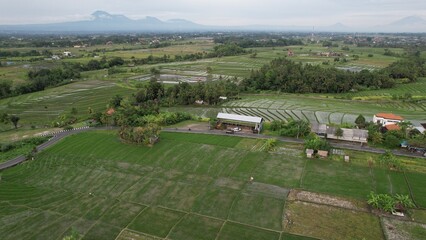 Fototapeta na wymiar Bali, Indonesia - November 10, 2022: The Pererenan Paddy Rice Fields Of Bali, Indonesia