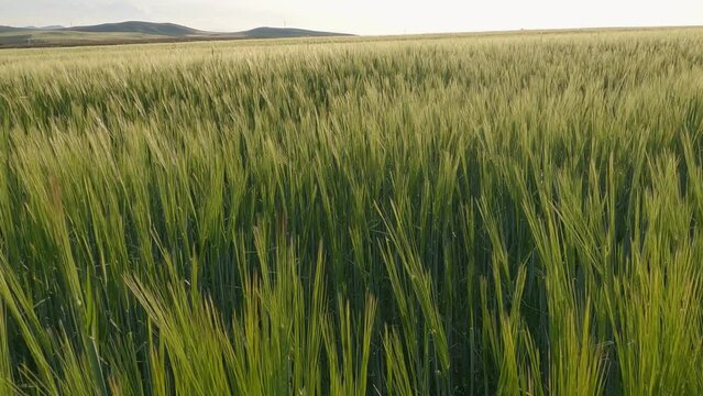 Pov of farmer moving on rice agriculture field checking the maturity of ears