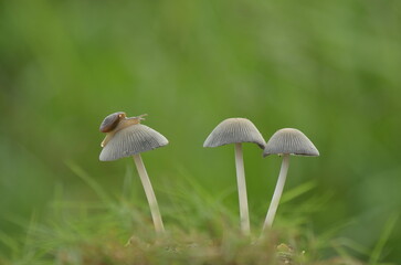 Little slugs were among three white mushrooms