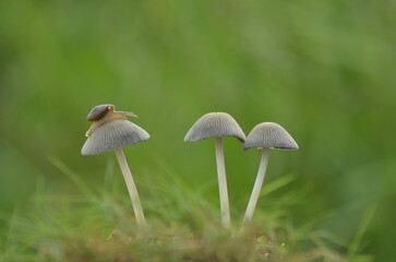 Little slugs were among three white mushrooms