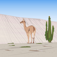 Chilean Atacama Desert, Lama in the natural habitat. South America, Rocky terrain with desert vegetation, cactus. Wildlife scene, artistic drawing, vector illustration.