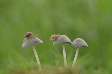 Two little slugs were among three white mushrooms
