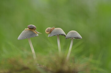 Two little slugs were among three white mushrooms