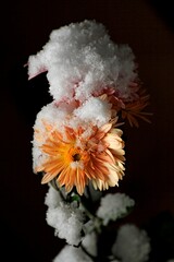 Vertical closeup of Transvaal daisy flowers covered in light snow