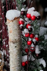 Vertical closeup of Winter ornament of a birch tree and red berries covered in snow