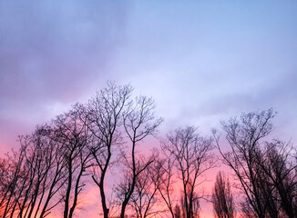 Obraz na płótnie Canvas Winter trees and pink sunset.