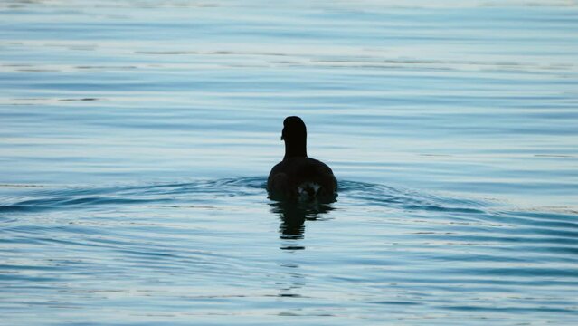An American coot eats a couple pieces of food floating on top of the calm blue waters of Lake Michigan as it swims and meets up with another bird.
