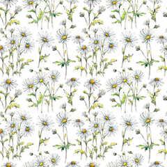 Daisies seamless pattern watercolor and pen sketch drawing on white.
