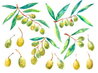 Olives on a branch watercolor hand painting illustration isolated on white