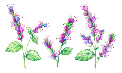 Patchouli plant with flowers watercolor hand painting illustration