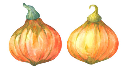 Pumpkins orange and green watercolor hand drawing illustration isolated on white.