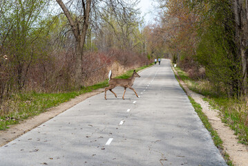 White-tailed Deer Crossing the Local Trail In Spring