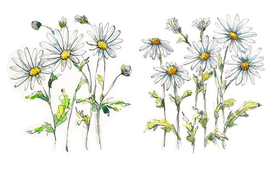 Daisies flowers watercolor and ink pen hand drawing in sketch style.