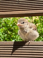 Baby sparrow 