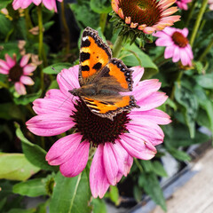 Butterfly on Echinacea flower 