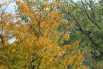 yellow leaves on a tree