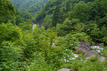 Fototapeta na wymiar 初夏の緑の中から遠くに苗名滝が見える