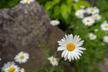 群生するハマギクの花(苗名滝の山道)